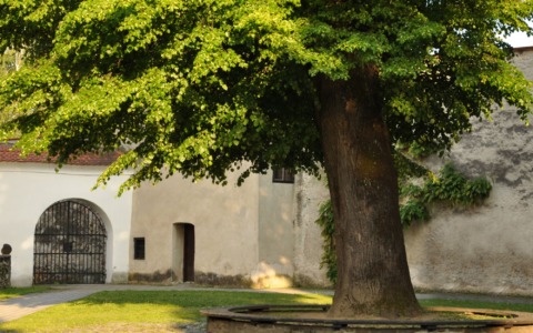 Via Aselli, il Comune recupera cortili e giardini interni